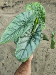 Alocasia Heterophylla Corazon - L