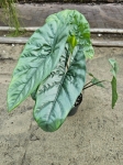 Alocasia Heterophylla Corazon - L