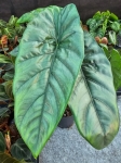 Alocasia Heterophylla Corazon - L