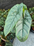 Alocasia Heterophylla Corazon - L