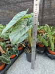 Alocasia Heterophylla Corazon - L