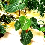 Philodendron gloriosum XXL 