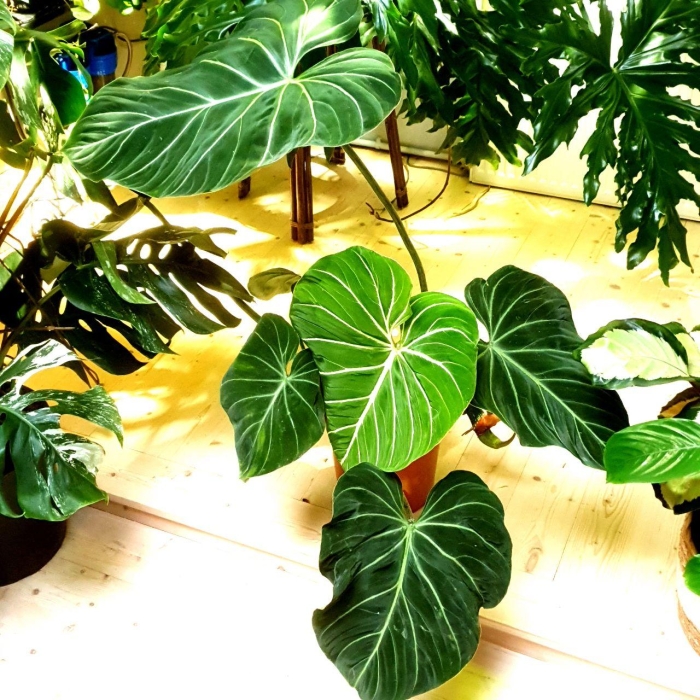 Philodendron gloriosum XXL