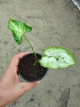 Syngonium Three Kings - M