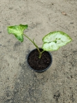Syngonium Three Kings - M