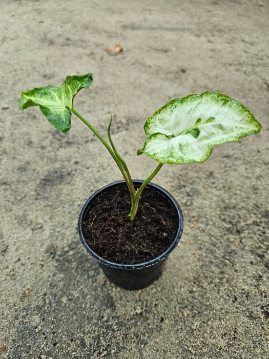 Syngonium Three Kings - M