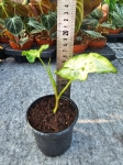 Syngonium Three Kings - M