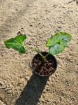 Syngonium Three Kings - M