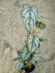 Philodendron brandtianum - L