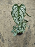 Philodendron brandtianum - L