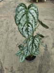 Philodendron brandtianum - L