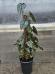 Philodendron brandtianum - L