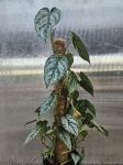 Philodendron brandtianum - L