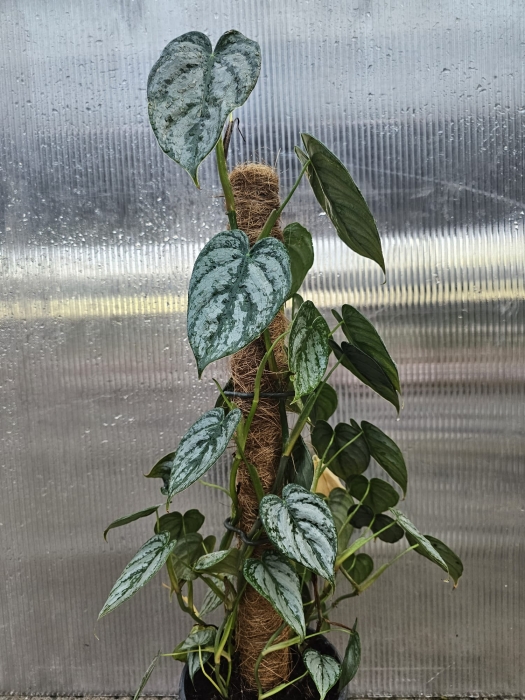 Philodendron brandtianum - L