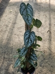Philodendron brandtianum - L