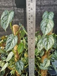 Philodendron brandtianum - L