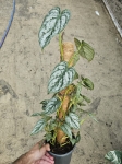 Philodendron brandtianum - L