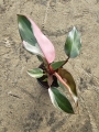 Philodendron Pink Princess - M