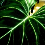 Philodendron gloriosum