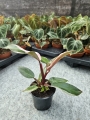 Philodendron Pink Princess - M