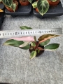 Philodendron Pink Princess - M