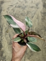 Philodendron Pink Princess - M