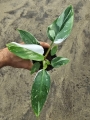 Philodendron White Princess - M