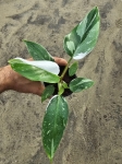 Philodendron White Princess - M