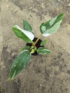 Philodendron White Princess - M