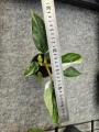 Philodendron White Princess - M