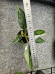 Philodendron White Princess - M