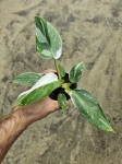Philodendron White Princess - M