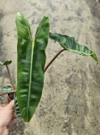 Philodendron billietiae - L