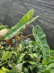Philodendron billietiae - L