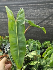 Philodendron billietiae - L