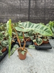 Philodendron billietiae - L