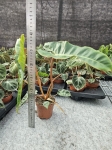 Philodendron billietiae - L