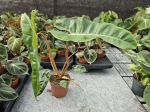 Philodendron billietiae - L