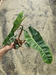 Philodendron billietiae - L