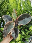 Ficus elastica Belize - M