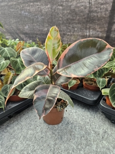 Ficus elastica Belize - M