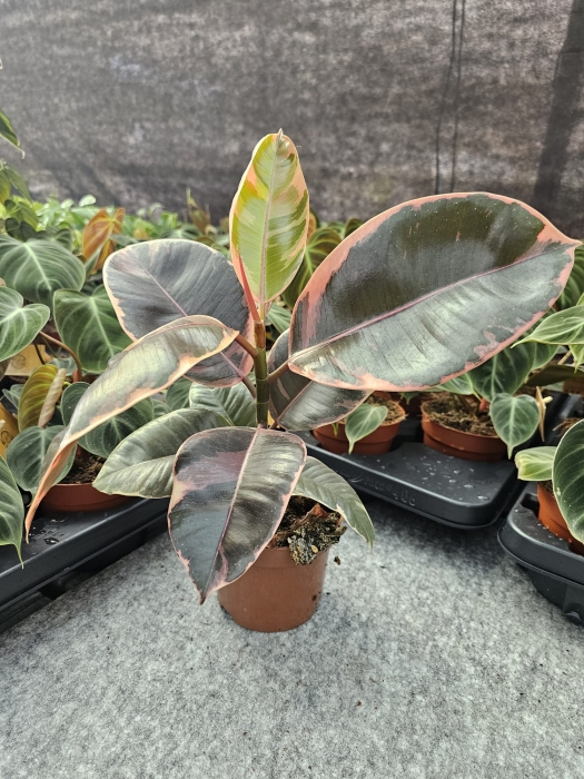 Ficus elastica Belize - M