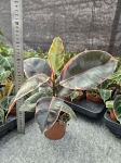 Ficus elastica Belize - M