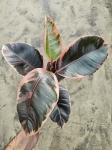 Ficus elastica Belize - M