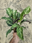 Calathea Confusion Electric Shock - XL
