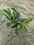 Calathea Confusion Electric Shock - XL