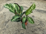 Calathea Confusion Electric Shock - XL