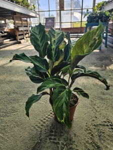 Calathea Confusion Electric Shock - XL