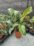 Calathea Confusion Electric Shock - XL