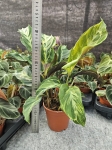 Calathea Confusion Electric Shock - XL
